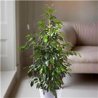 Ficus benjamina Danielle - Weeping Fig Tree - House Plant