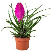 Exotic Looking Bromelia - Tillandsia cyanea 'Anita' Plant