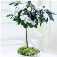 Luxury White Flowering indoor Azalea Tree with White Display Pot