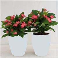Euphorbia Milliana - Crown of Thorns - Ballerina Pink in White Display Pot