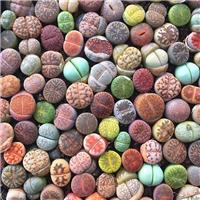 Genuine Living Stones - Lithops Pleiospilos nelli - Intriguing Succulent Plant