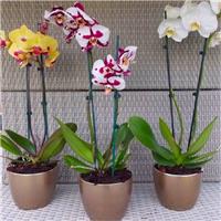 Luxury Phalaenopsis - Pack of THREE Moth Orchids in Assorted Colours