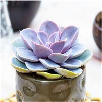 Echeveria 'Perle von Nrnberg' - Succulent Plant in White Pot
