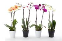 Luxury Phalaenopsis - Lucky Dip Moth Orchid