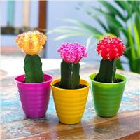 Moon Cactus Collection - THREE different Cacti Colours