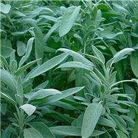 Sage Plant - Salvia officinalis - Common Sage