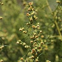 French Tarragon Herb Artemisia dracunculus