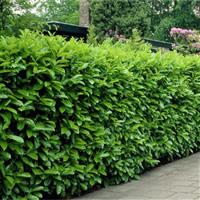 Laurel Hedging - circa 6ft tall - Pack of 10 Large Plants - Prunus laurocerasus Rotundifolia Hedging Laurels +