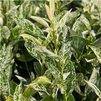 Prunus laurocerasus Ivory - Marbled White Cherry Laurel