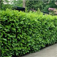 Laurel Hedging - Prunus laurocerasus rotundifolia - circa 7-8ft plant