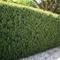 Ilex crenata stokes Green Hedge - Hardy Box-leaved Hedging - Pack of 12 Plants