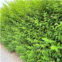 Green Privet Hedging - Ligustrum vulgare atrovirens - 60-80cms