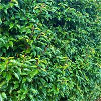 Prunus lusitanica - Evergreen Portugese Laurel - Bushy Plants for Hedging circa 80-120cms