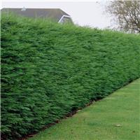 XL Leylandii - Green Leyland Cypress - Cuprocyparis leylandii - Approx 170-190cm (circa 7ft tall) Bushy Hedging Conifers