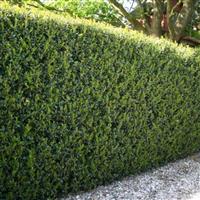 Hardy Box-leaved Hedging - Ilex crenata Luxus Green Hedge Plants - Pack of FIVE Super Bushy Plants