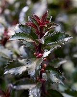 Ilex x meserveae 'Gentle'