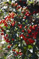 Pyracantha Red Column - Firethorn - LARGE Approx 5-6ft Hedging Pyracantha