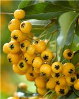 Pyracantha Golden Charmer - Firethorn - LARGE Approx 6ft Hedging Pyracantha