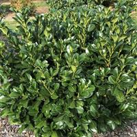 Laurel Hedging - Prunus laurocerasus ETNA Hedging Laurels - circa 80-100cms