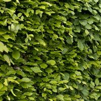 Fagus Sylvatica - Common Green Beech - Hedging - Large 150-200cms tall