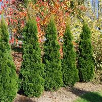 Thuja occidentalis 'Smaragd' - 60-80cm Specimen or Hedging Conifers
