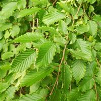 Carpinus Betulus - Hornbeam - Hedging