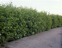 Black Alder Hedging - Alnus Glutinosa / Common Alder