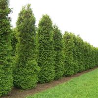 Thuja occidentalis 'Brabant' - 60-80cm Specimen or Hedging Conifers