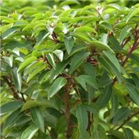 Prunus lusitanica - Evergreen Portuguese Laurel Hedging - Extra Large 180-200cm Plants