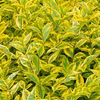 Ligustrum ovalifolium Aureum - Gold Privet Hedging - circa 80-100cm