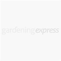 XXXL Ilex crenata Green Hedge Plants - circa 6-7ft tall - Pack of TEN Hardy Box-leaved Hedging