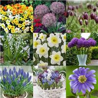 MEGA BOX Spring Magic Bulbs - Bundle of 126 worth of Autumn Planting Bulbs for under 25!!