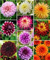 Premium varieties Dahlia Collection - Special Decorative Mix - Pack of TWENTY