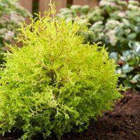 Thuja occidentalis Rheingold