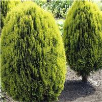 Thuja orientalis aurea nana ( Platycladus )