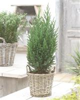Juniperus chinensis Stricta' - Dwarf Slow Growing Conifer