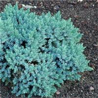 Juniperus squamata 'Blue Star' - Dwarf Slow Growing Conifer