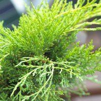 Juniperus x media 'Goldcoast' - Dwarf Slow Growing Conifer