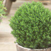 Thuja occidentalis 'Teddy' - Dwarf Slow Growing Conifer
