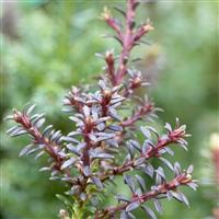 Podocarpus alpinus Red Tip - Mountain Plum Pine