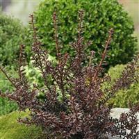 Podocarpus Chocolate Box