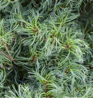 Pinus strobus Tiny Kurls