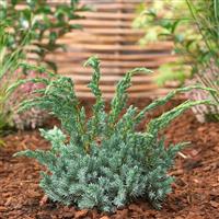 Juniperus squamata Meyeri