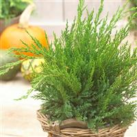 Juniperus x pfitzeriana Mint Julep