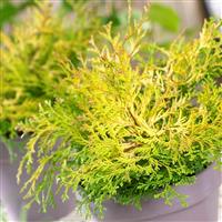Chamaecyparis obtusa Kamarachiba