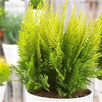Chamaecyparis lawsoniana Ivonne