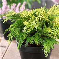 Chamaecyparis lawsoniana Sunkist