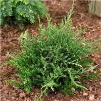 Juniperus horizontalis Prince of Wales