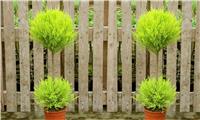 Pair of Lovely Lemon Scented Evergeen Monterey Cypress Patio Goldcrest - Duo Ball Topiary Trees