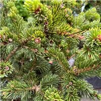 Picea pungens 'Lucky Strike'